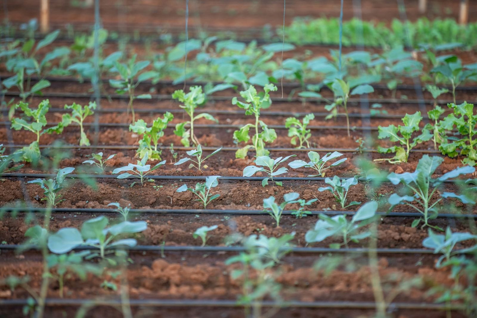 How to Install a Simple Garden Drip Irrigation System This Summer